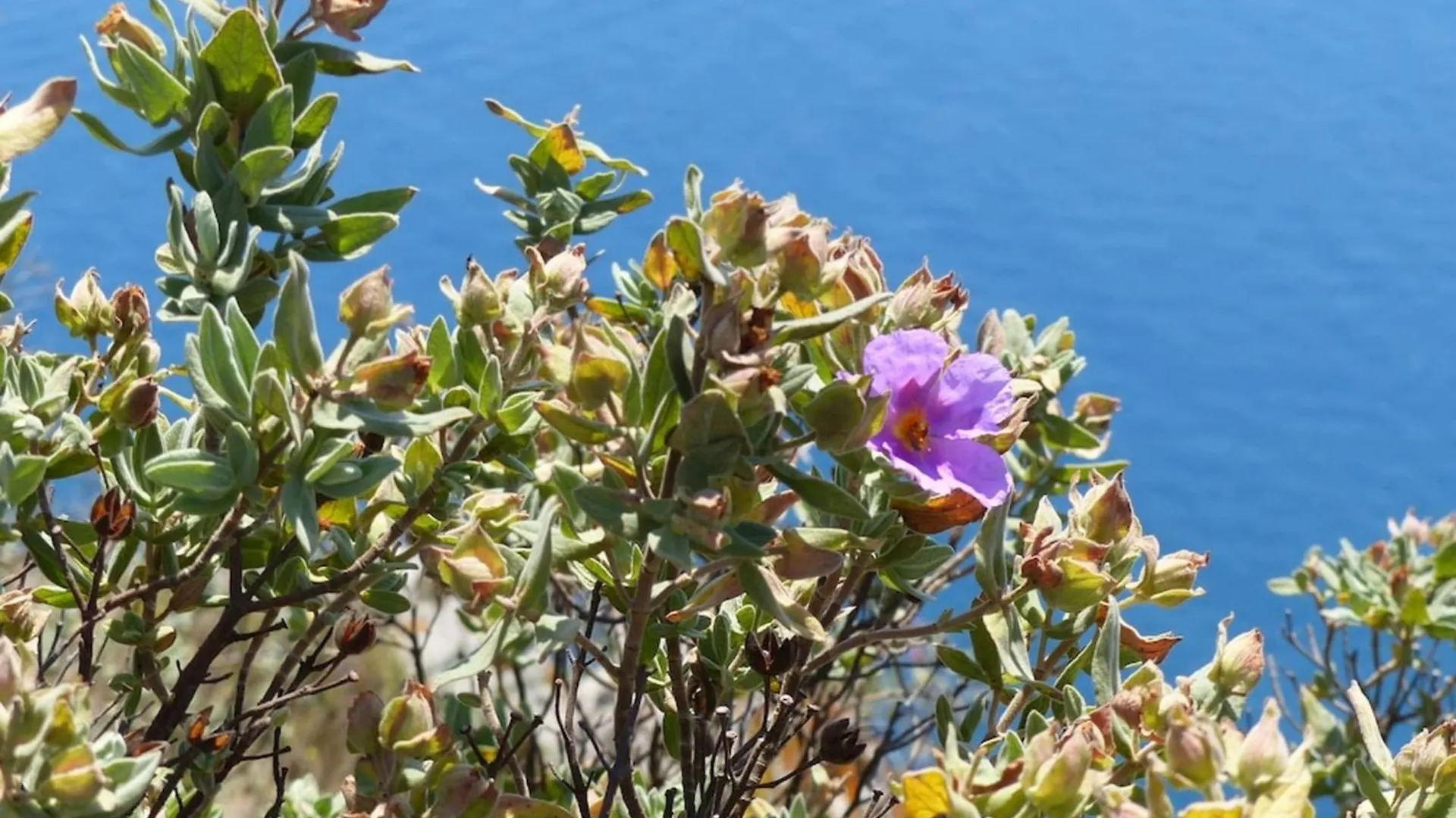 Breathtaking View Total Calm 12 Guests Villa Ollioules Holiday home